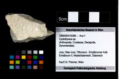 Foto (Objekt + Etikett) von Cyclothyreus sp.  (NHMW-GEO-1990-0041-0390)